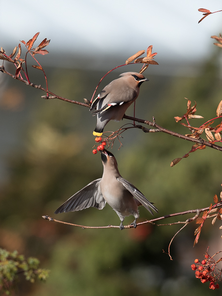 Tilhi, Bohemian Waxwing, Bombycilla garrulus