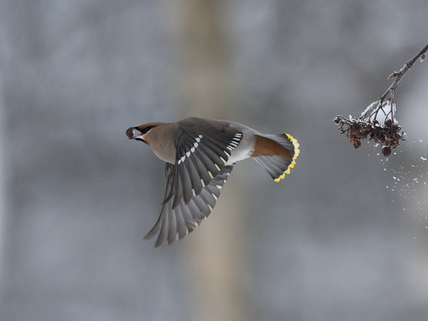 Tilhi, Bohemian Waxwing, Bombycilla garrulus