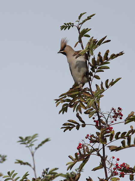 Tilhi, Bohemian Waxwing, Bombycilla garrulus