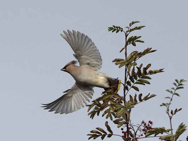 Tilhi, Bohemian Waxwing, Bombycilla garrulus