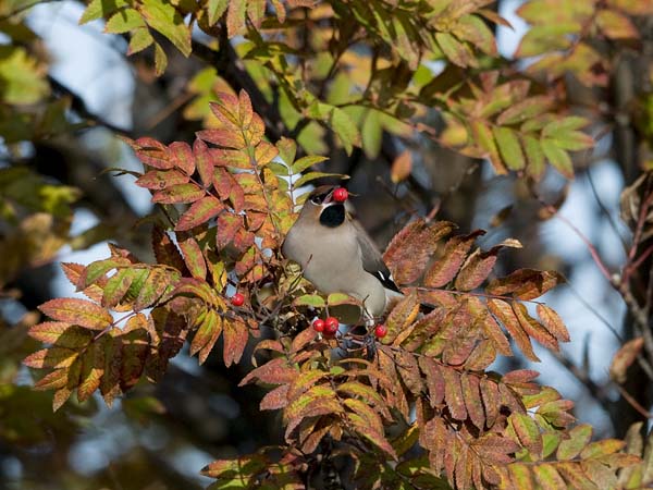 Tilhi, Bohemian Waxwing, Bombycilla garrulus