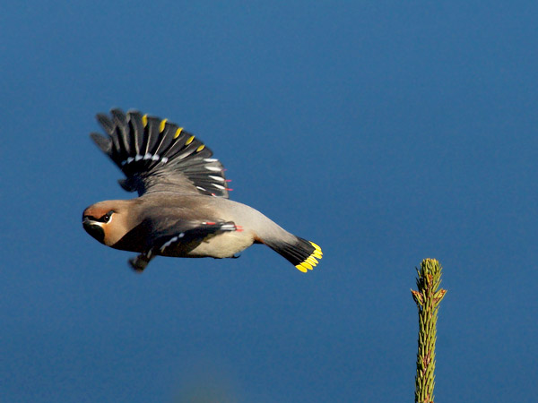 Tilhi, Bohemian Waxwing, Bombycilla garrulus