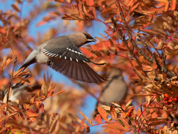 Tilhi, Bohemian Waxwing, Bombycilla garrulus