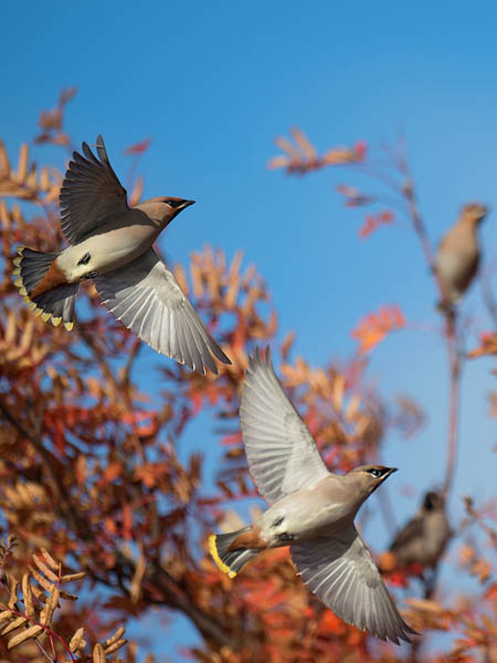 Tilhi, Bohemian Waxwing, Bombycilla garrulus