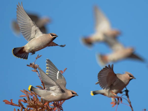 Tilhi, Bohemian Waxwing, Bombycilla garrulus