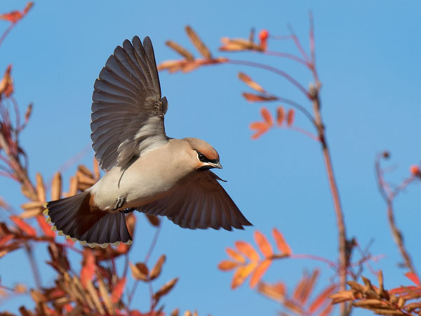 Tilhi, Bohemian Waxwing, Bombycilla garrulus