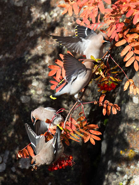 Tilhi, Bohemian Waxwing, Bombycilla garrulus