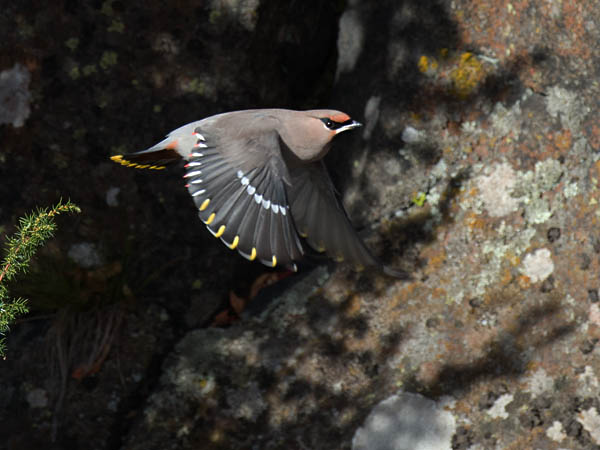 Tilhi, Bohemian Waxwing, Bombycilla garrulus