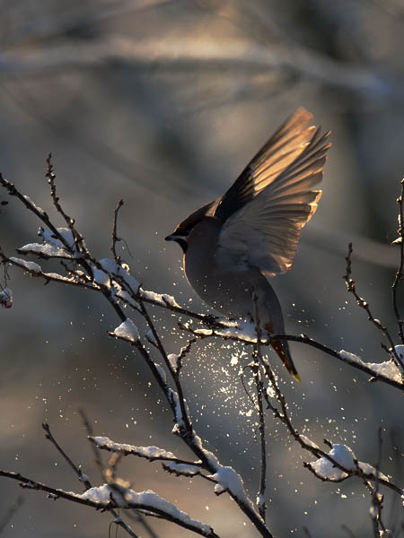 Tilhi, Bohemian Waxwing, Bombycilla garrulus