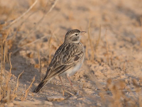 Lyhytvarvaskiuru, Greater Short-toed Lark, Calandrella brachydactyla