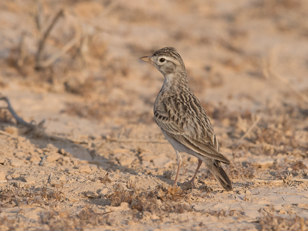 Lyhytvarvaskiuru, Greater Short-toed Lark, Calandrella brachydactyla