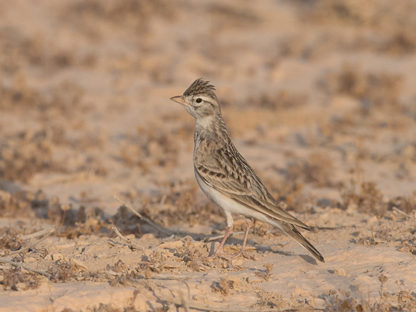 Lyhytvarvaskiuru, Greater Short-toed Lark, Calandrella brachydactyla
