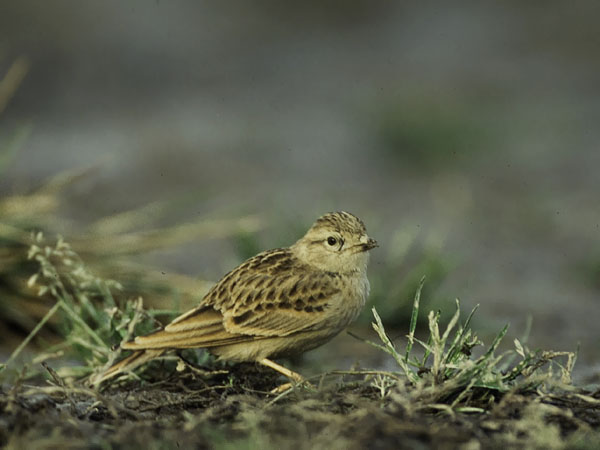Lyhytvarvaskiuru, Greater Short-toed Lark, Calandrella brachydactyla