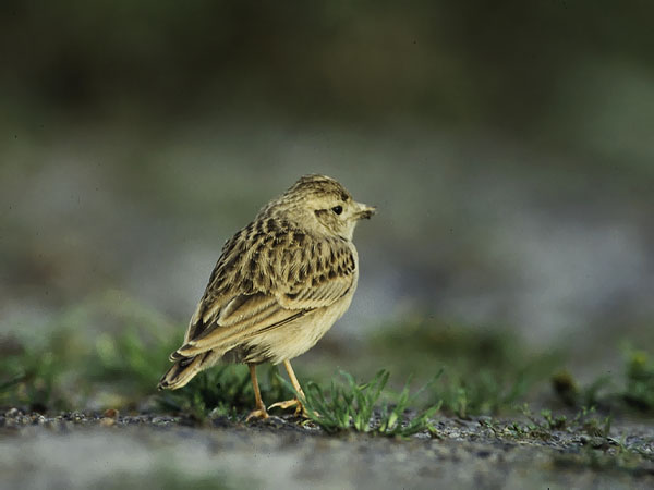 Lyhytvarvaskiuru, Greater Short-toed Lark, Calandrella brachydactyla