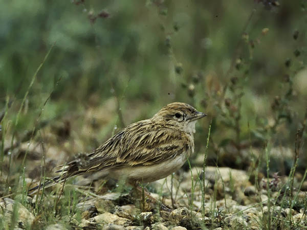 Lyhytvarvaskiuru, Greater Short-toed Lark, Calandrella brachydactyla