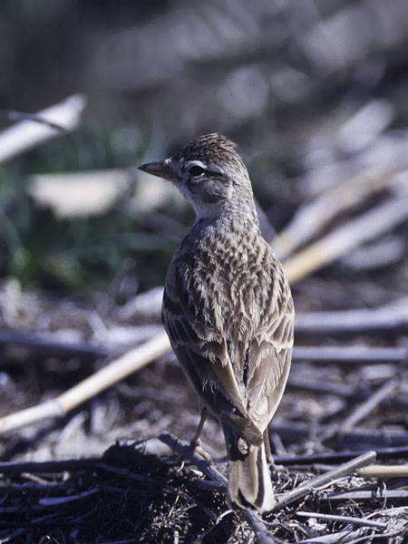Lyhytvarvaskiuru, Greater Short-toed Lark, Calandrella brachydactyla
