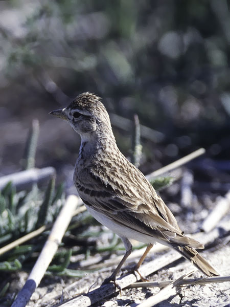 Lyhytvarvaskiuru, Greater Short-toed Lark, Calandrella brachydactyla