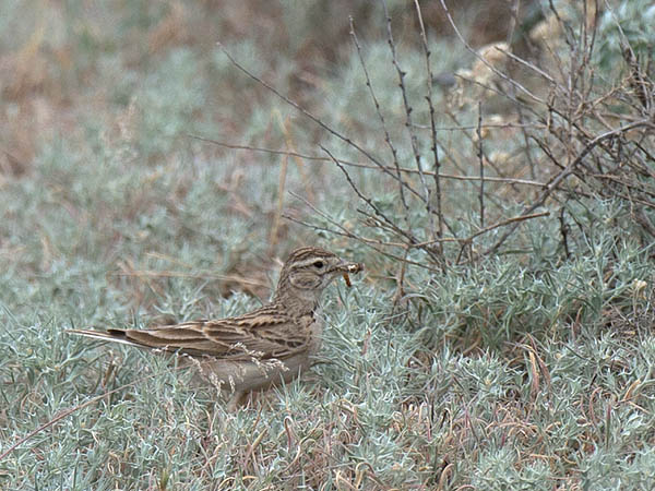 Lyhytvarvaskiuru, Greater Short-toed Lark, Calandrella brachydactyla