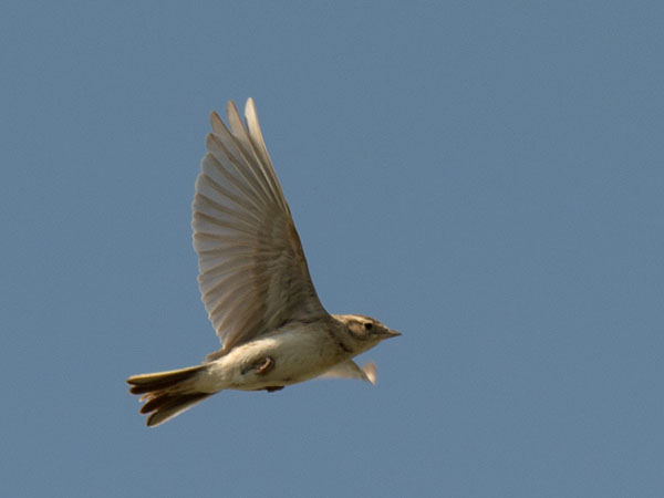 Lyhytvarvaskiuru, Greater Short-toed Lark, Calandrella brachydactyla