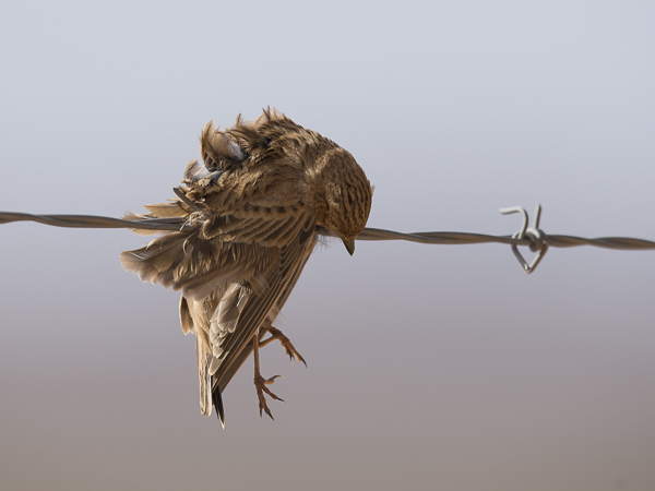 Pikkukiuru, Lesser Short-toed Lark, Calandrella rufescens