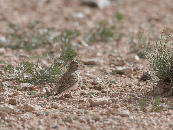 Pikkukiuru, Lesser Short-toed Lark, Calandrella rufescens