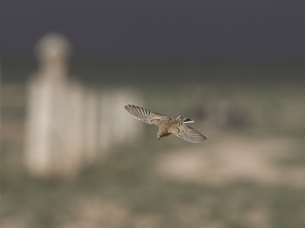 Pikkukiuru, Lesser Short-toed Lark, Calandrella rufescens