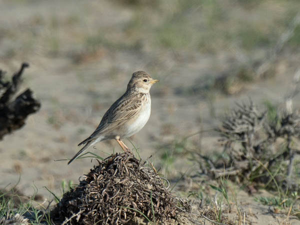 Pikkukiuru, Lesser Short-toed Lark, Calandrella rufescens