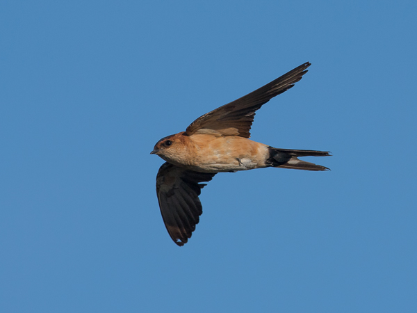 Ruostepääsky, Red-rumped Swallow, Cecropis daurica