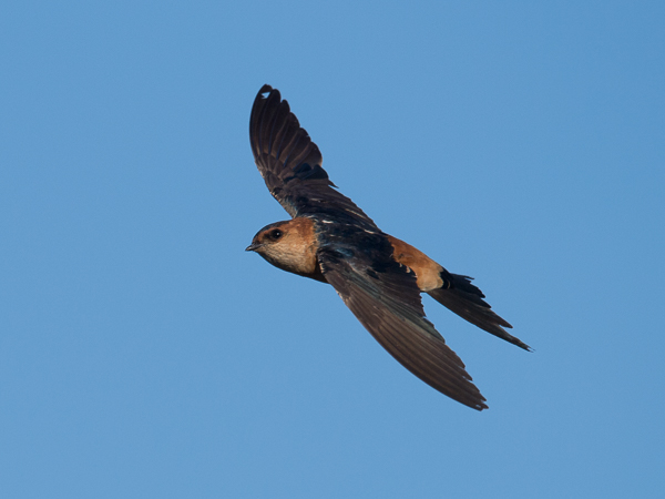 Ruostepääsky, Red-rumped Swallow, Cecropis daurica