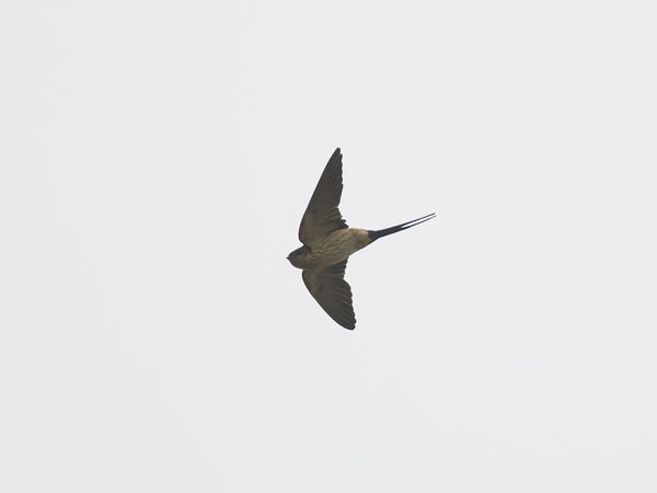 Ruostepääsky, Red-rumped Swallow, Cecropis daurica