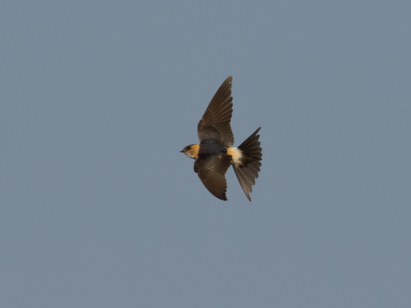 Ruostepääsky, Red-rumped Swallow, Cecropis daurica