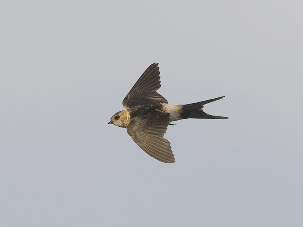 Ruostepääsky, Red-rumped Swallow, Cecropis daurica