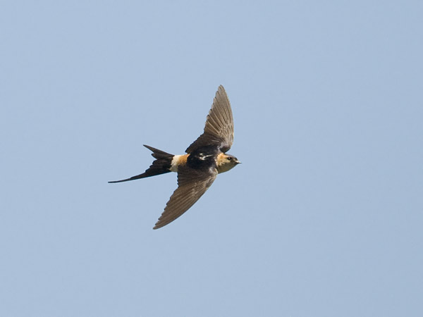 Ruostepääsky, Red-rumped Swallow, Cecropis daurica