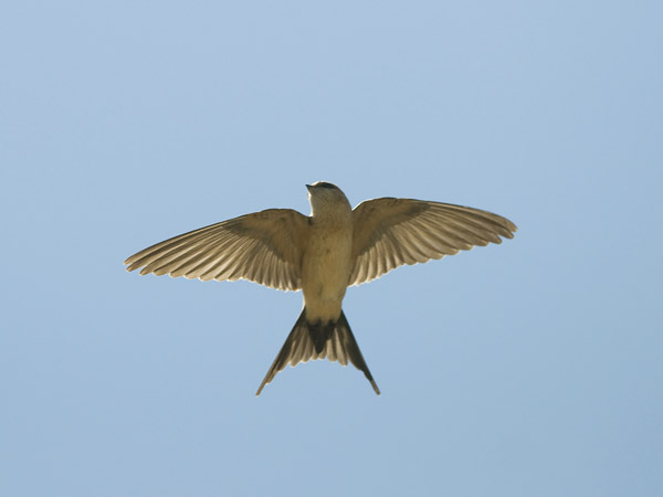 Ruostepääsky, Red-rumped Swallow, Cecropis daurica