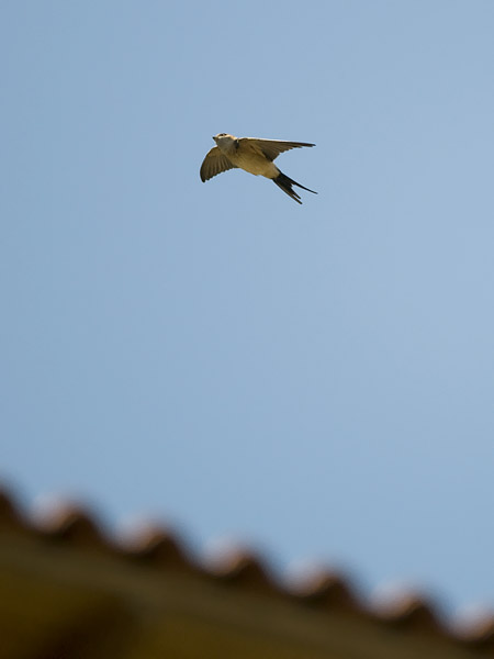 Ruostepääsky, Red-rumped Swallow, Cecropis daurica