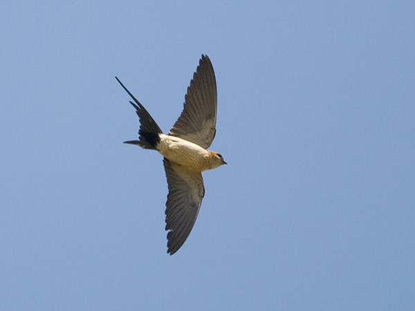 Ruostepääsky, Red-rumped Swallow, Cecropis daurica