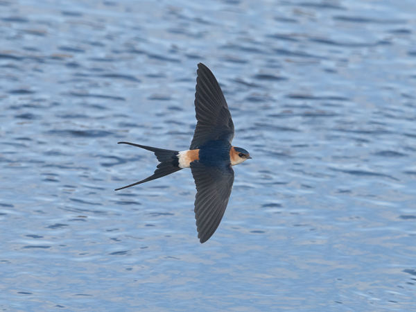 Ruostepääsky, Red-rumped Swallow, Cecropis daurica