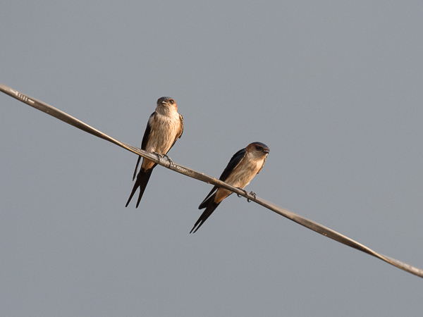 Ruostepääsky, Red-rumped Swallow, Cecropis daurica