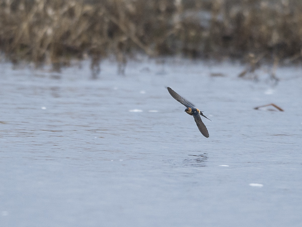 Ruostepääsky, Red-rumped Swallow, Cecropis daurica
