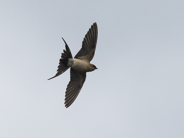 Ruostepääsky, Red-rumped Swallow, Cecropis daurica
