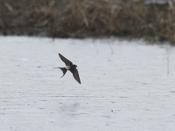 Ruostepääsky, Red-rumped Swallow, Cecropis daurica