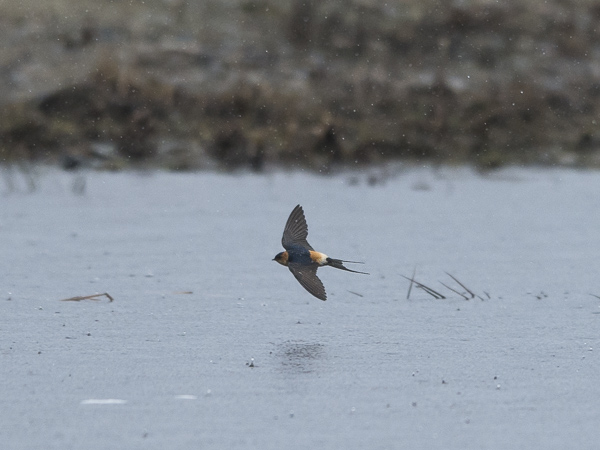 Ruostepääsky, Red-rumped Swallow, Cecropis daurica
