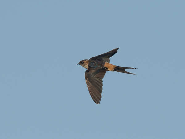 Ruostepääsky, Red-rumped Swallow, Cecropis daurica