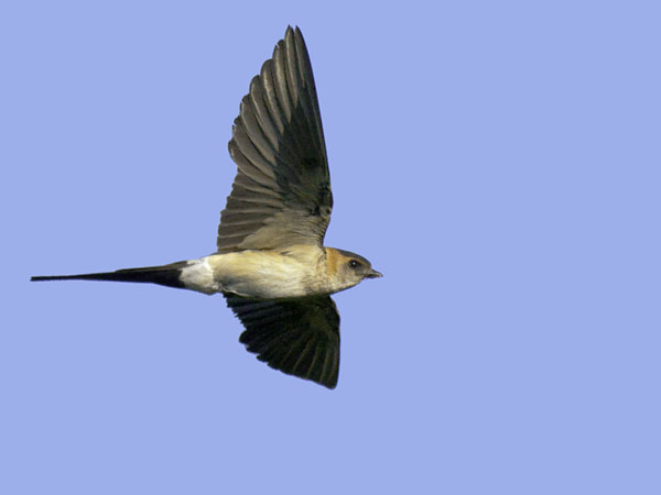 Ruostepääsky, Red-rumped Swallow, Cecropis daurica