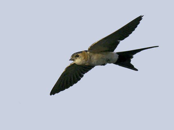 Ruostepääsky, Red-rumped Swallow, Cecropis daurica