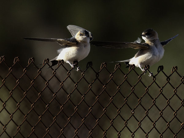 Ruostepääsky, Red-rumped Swallow, Cecropis daurica