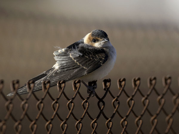 Ruostepääsky, Red-rumped Swallow, Cecropis daurica