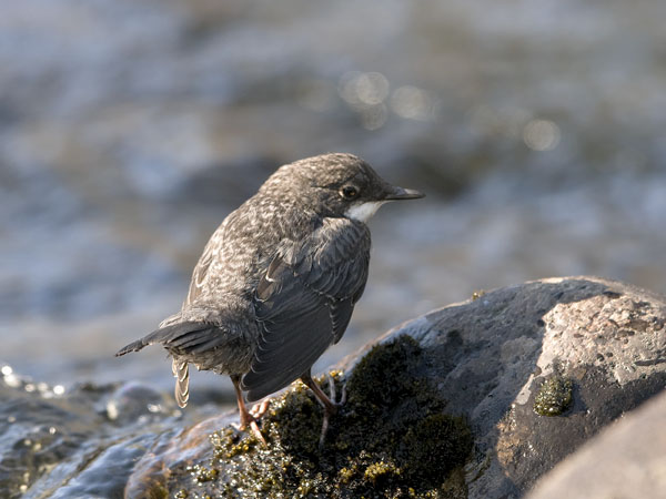 Koskikara, White-throated Dipper, Cinclus cinclus