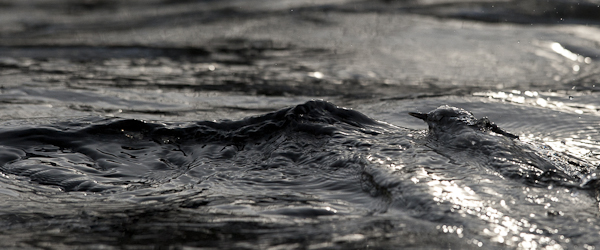 Koskikara, White-throated Dipper, Cinclus cinclus