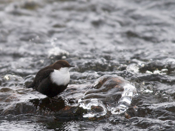 Koskikara, White-throated Dipper, Cinclus cinclus